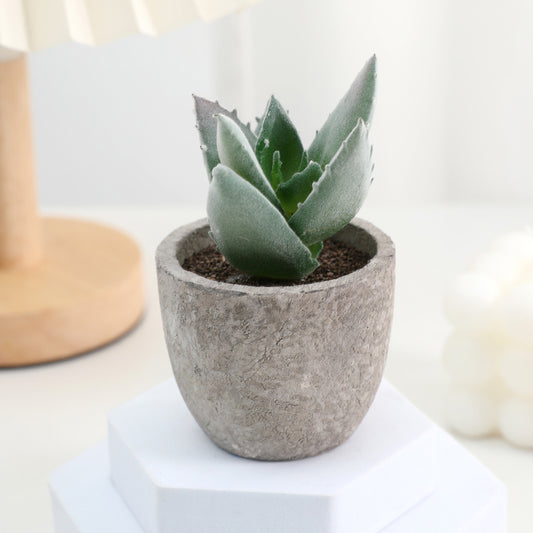 Plastiksukkulenten in einem Betontopf